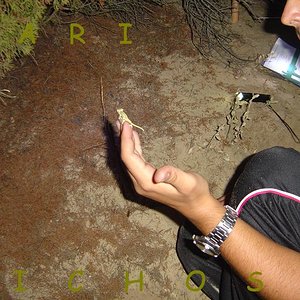 Censo camaleon 08-07 006.jpg