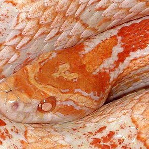 Candy cane x reverse okeetee cabeza.jpg