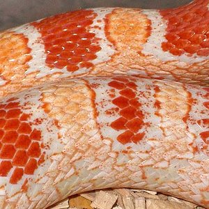 Candy cane x reverse okeetee cuerpo.JPG