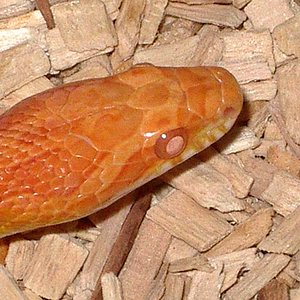 Creamsicle cabeza.JPG