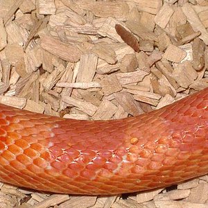 Creamsicle cuerpo.JPG