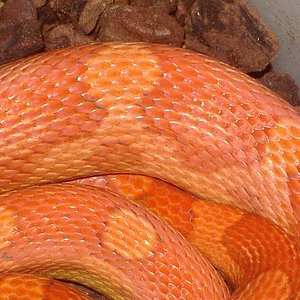 Motley hypo cuerpo.jpg