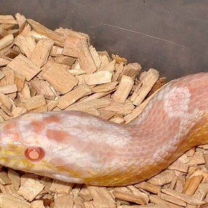 Pink snow cabeza.JPG