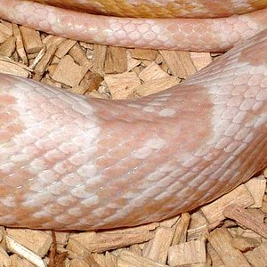 Pink snow cuerpo.JPG