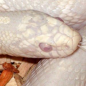 Snow jungle cabeza.JPG