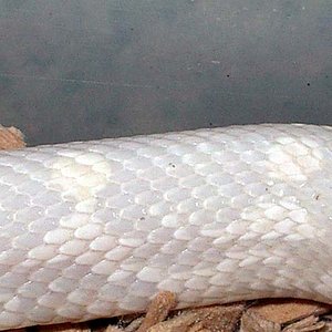 Snow jungle cuerpo.JPG