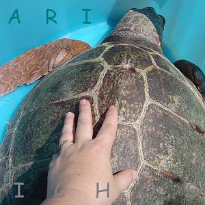 Caretta caretta 29-08-07 002.jpg