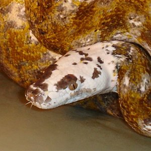 calico white.head.jpg