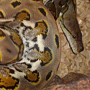 calico black.head (2).jpg