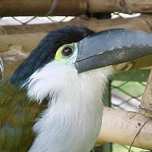 Tucan Azul 4.JPG