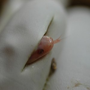 albino Ruhtveni.JPG