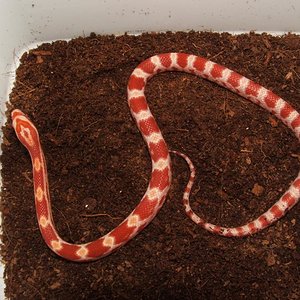 Amelanistica tipo 1.JPG