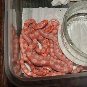 Amelanistica tipo 2.JPG