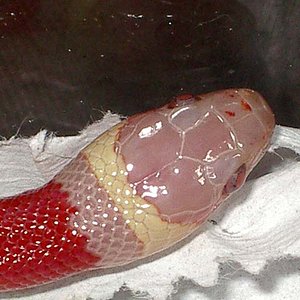 Ruthveni albina cabeza.JPG