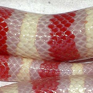 Ruthveni albina cuerpo.JPG