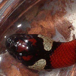 Thayeri x mex x ruthveni 1 cabeza.JPG