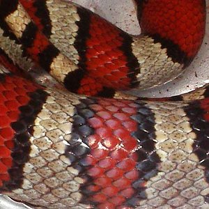 Thayeri x mex x ruthveni 1 cuerpo.JPG