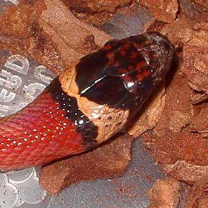 Thayeri x mex x ruthveni 2 cabeza.JPG