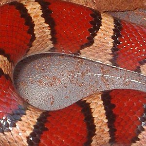 Thayeri x mex x ruthveni 2 cuerpo.JPG