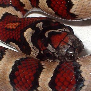 Thayeri x mex x ruthveni x alterna 1 cabeza.JPG