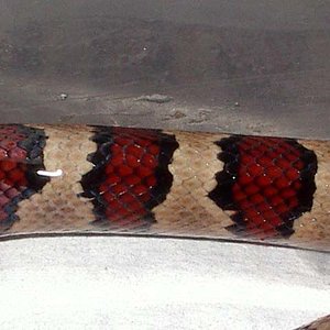 Thayeri x mex x ruthveni x alterna 1 cuerpo.JPG