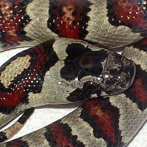 Thayeri x mex x ruthveni x alterna 2 cabeza.JPG