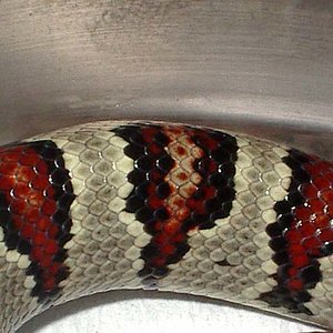 Thayeri x mex x ruthveni x alterna 2 cuerpo.JPG