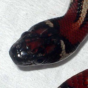 Thayeri x mex x ruthveni x alterna 3 cabeza.JPG