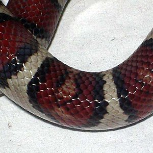 Thayeri x mex x ruthveni x alterna 3 cuerpo.JPG