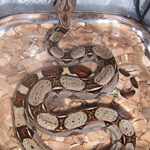 LILO Y STICH (6).JPG