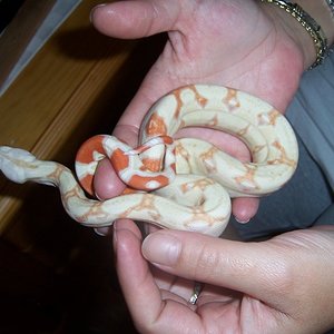 LILO Y STICH (3).JPG