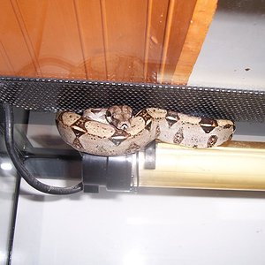 LILO Y STICH (11).JPG