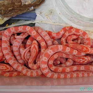 Crias Reverse Okeete x Creamsicle x Fluorescent Oranger 1.JPG