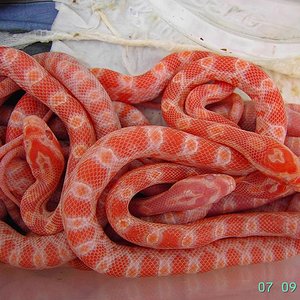 Crias Reverse Okeete x Creamsicle x Fluorescent Oranger 2.JPG