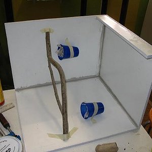 terrario litoria 002.jpg