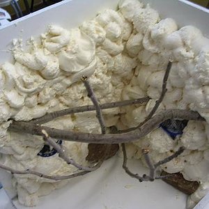 terrario litoria 004.jpg