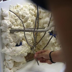 terrario litoria 008.jpg