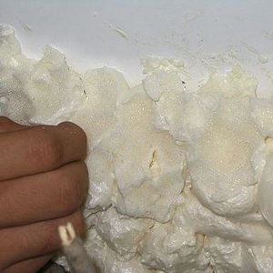 terrario litoria 009.jpg