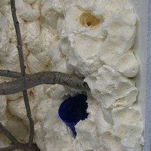 terrario litoria 011.jpg