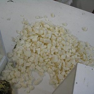 terrario litoria 012.jpg