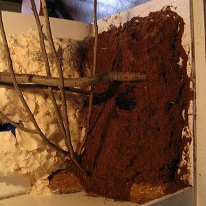 terrario litoria 013.jpg