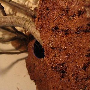 terrario litoria 014.jpg