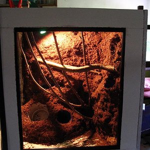 terrario litoria 026.jpg