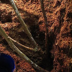 terrario litoria 025.jpg