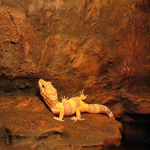 terrario euble 2 009.jpg