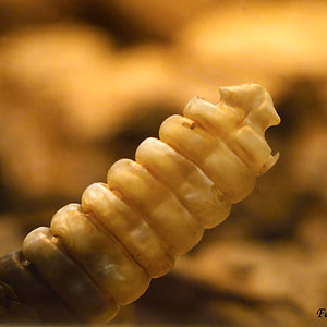 03. Nat. Misteriosa.jpg