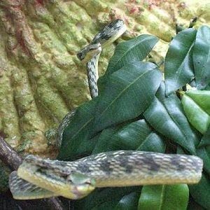 ahaetulla mystrerizans06.jpg