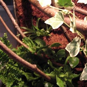 terrario litoria 029.jpg