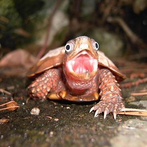 Copia de PICT4250.JPG