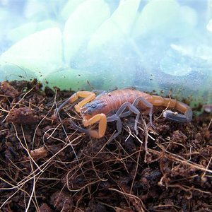 Rhopalurus (Small).JPG